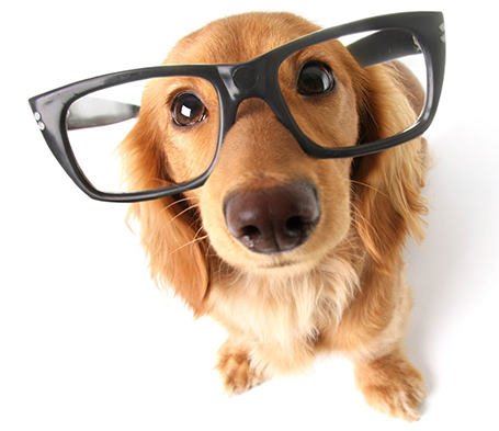 Smart dog wearing glasses — learn how to bring out your dog's intelligence