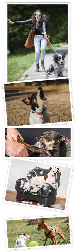 Real-life dog behavior scenes — leash pulling, barking, biting, destroying furniture