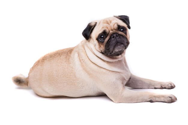 Cute pug dog — Brain Training For Dogs program